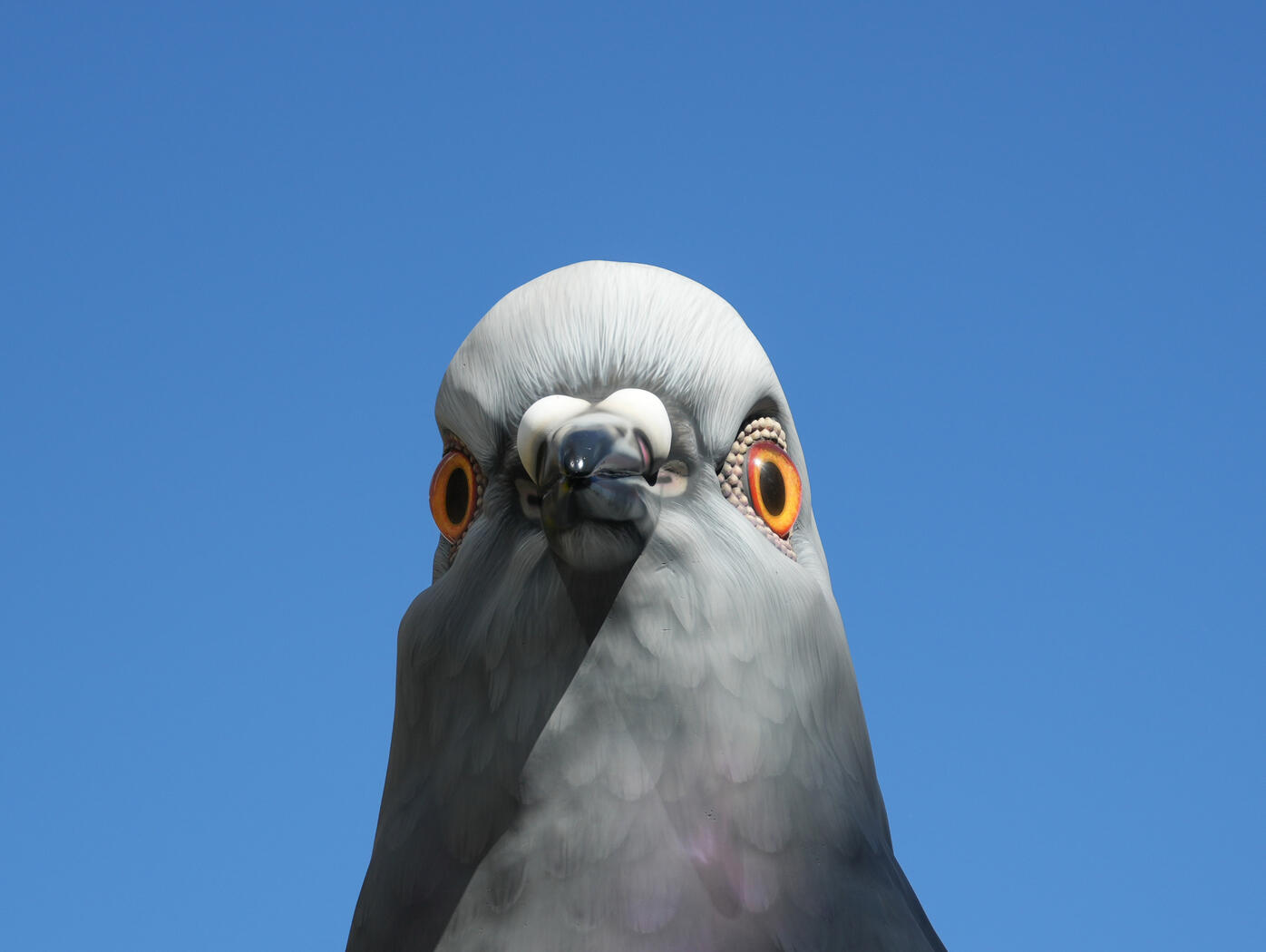 Pigeon